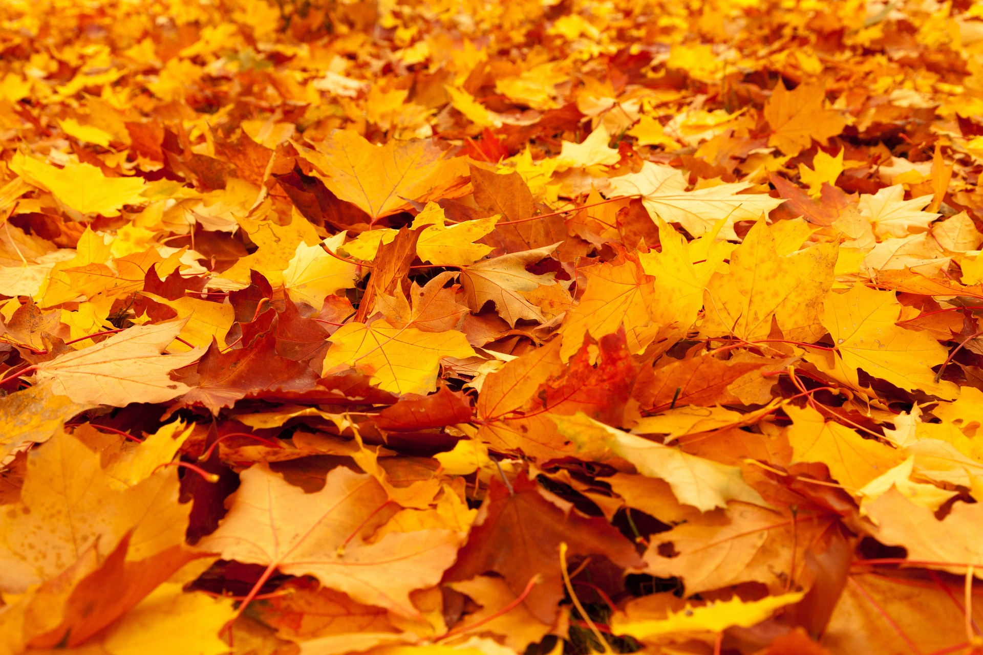 Na Samhain opadává listí