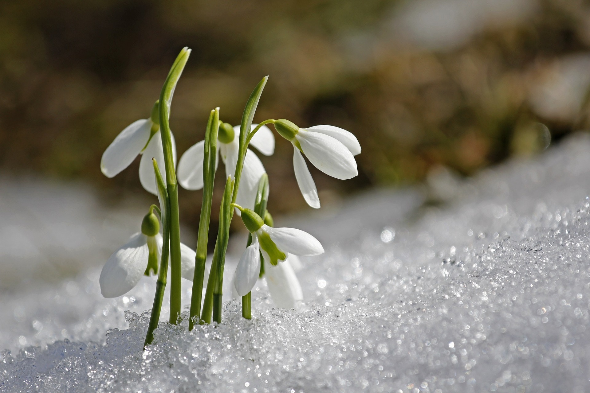 sněženky vyrůstající na Imbolc